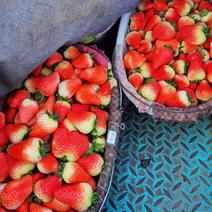 【妙香草莓】江苏徐州产地直发新鲜采摘对接全国客商可视频