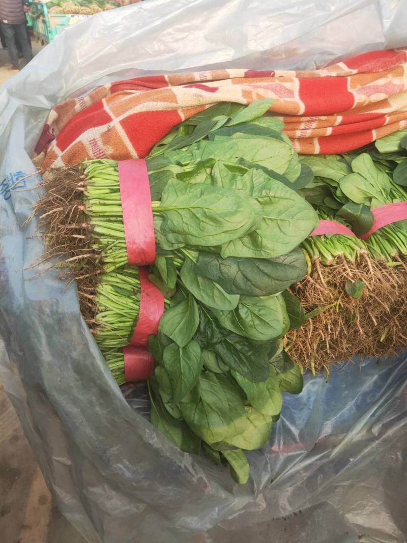 河北邯郸万亩疏菜基地，大量疏菜上市中，需要的老板联系，