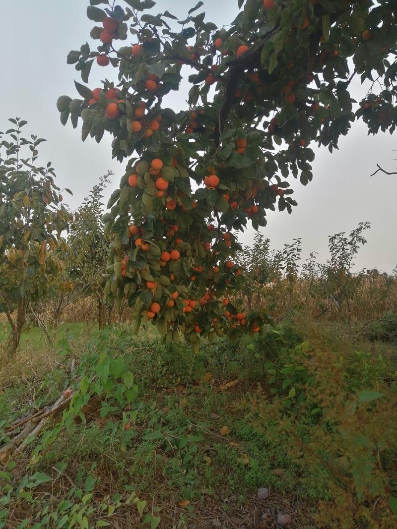 【硬柿子】陕西产地一手货源，产地直发规格45以上，欢迎来电