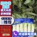 山东红叶香莴笋莴苣大量上市代发全国量大从优欢迎来电