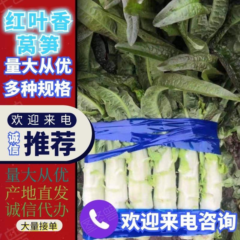 山东红叶香莴笋莴苣大量上市代发全国量大从优欢迎来电
