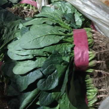 河北邯郸万亩疏菜基地，大量疏菜上市中，需要的老板联系，
