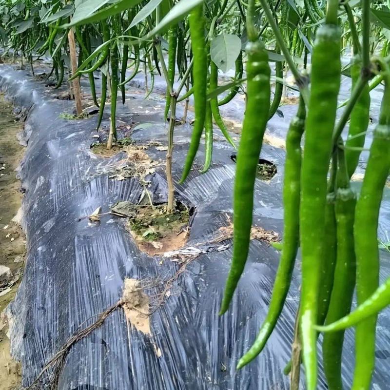辣椒之乡，夏邑基地，线椒上市，自产货源，规格齐全