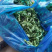 荠菜野生荠菜货源充足量大优惠