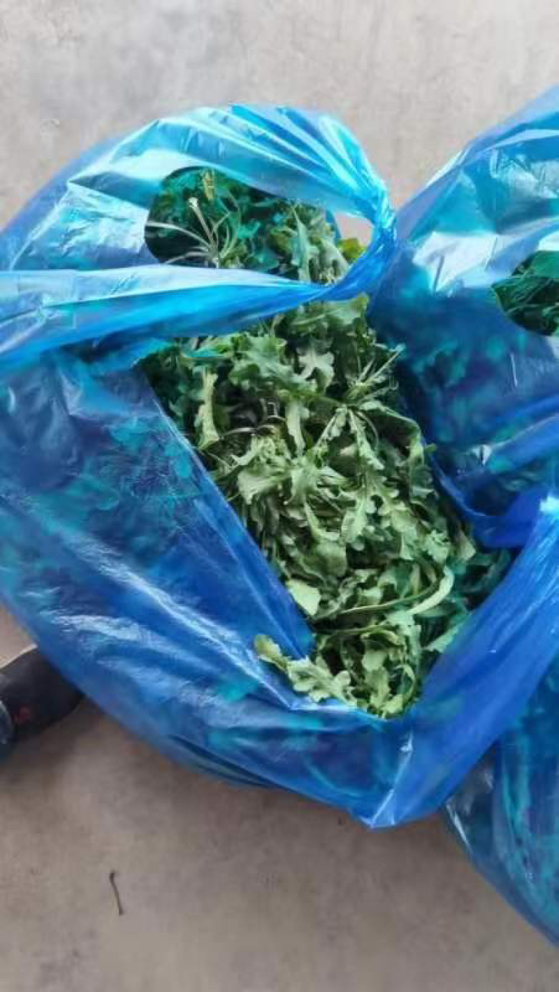 荠菜野生荠菜货源充足量大优惠