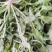 荠菜野生荠菜货源充足量大优惠