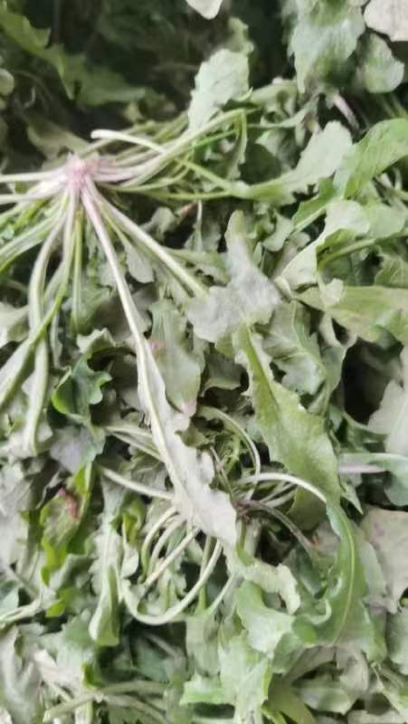 荠菜野生荠菜货源充足量大优惠