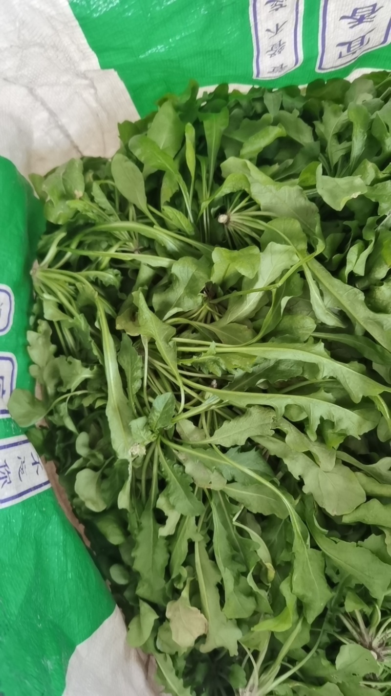 荠菜野生荠菜货源充足量大优惠