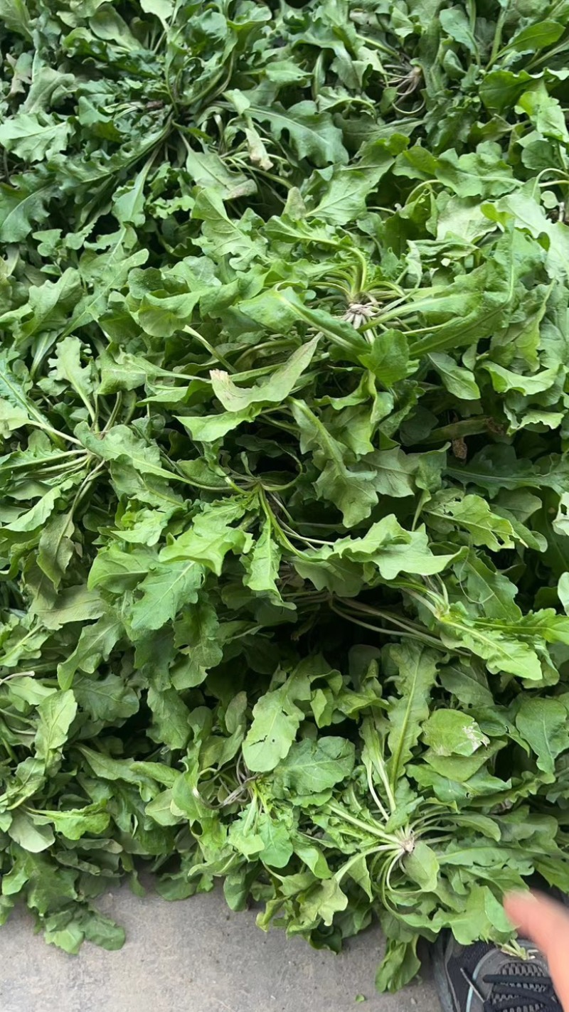 荠菜野生荠菜货源充足量大优惠