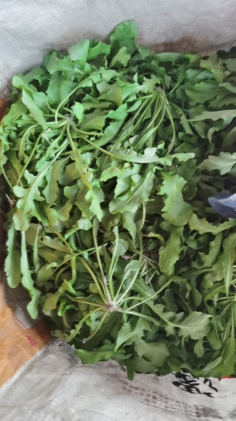 荠菜野生荠菜货源充足量大优惠