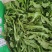 荠菜野生荠菜货源充足量大优惠
