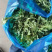 荠菜野生荠菜货源充足量大优惠
