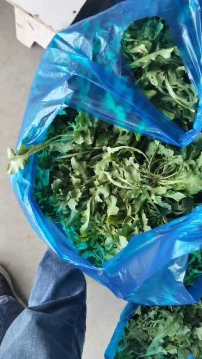 荠菜野生荠菜货源充足量大优惠