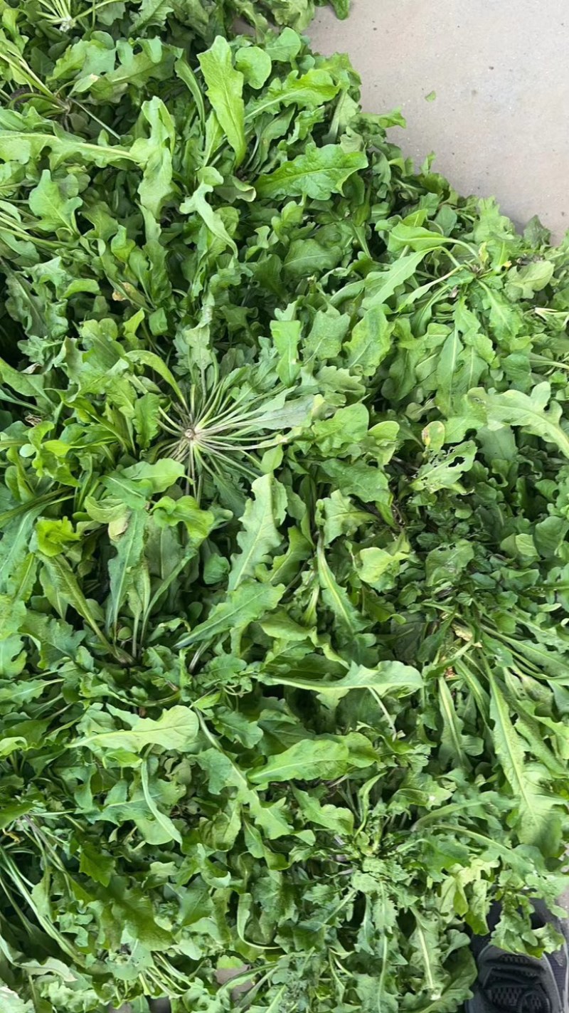 荠菜野生荠菜货源充足量大优惠