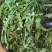 荠菜野生荠菜货源充足量大优惠