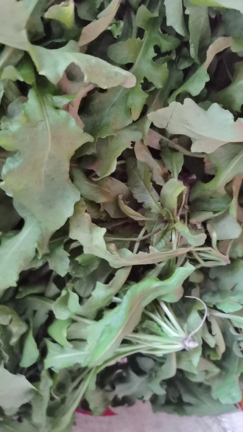 荠菜野生荠菜货源充足量大优惠