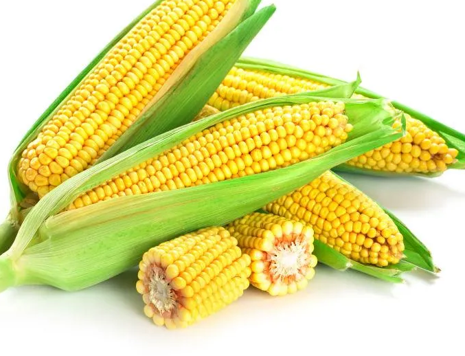 玉米实物图