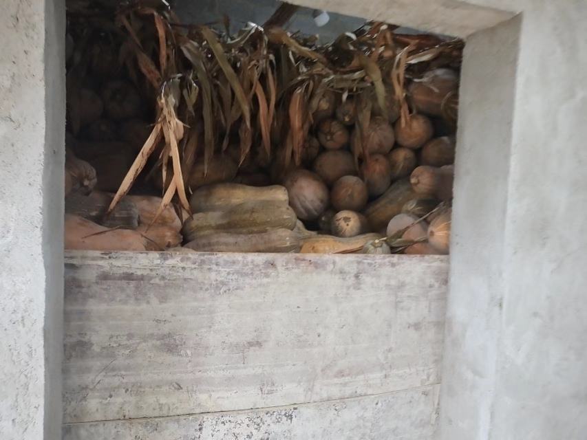 老南瓜在地窖中整齐码放