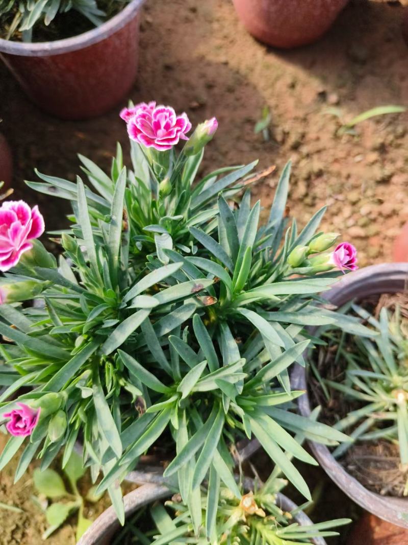 初吻石竹