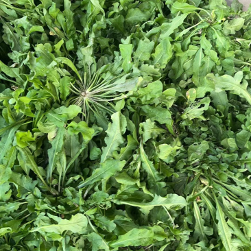 荠菜野生荠菜江苏荠菜大量供应自己基地