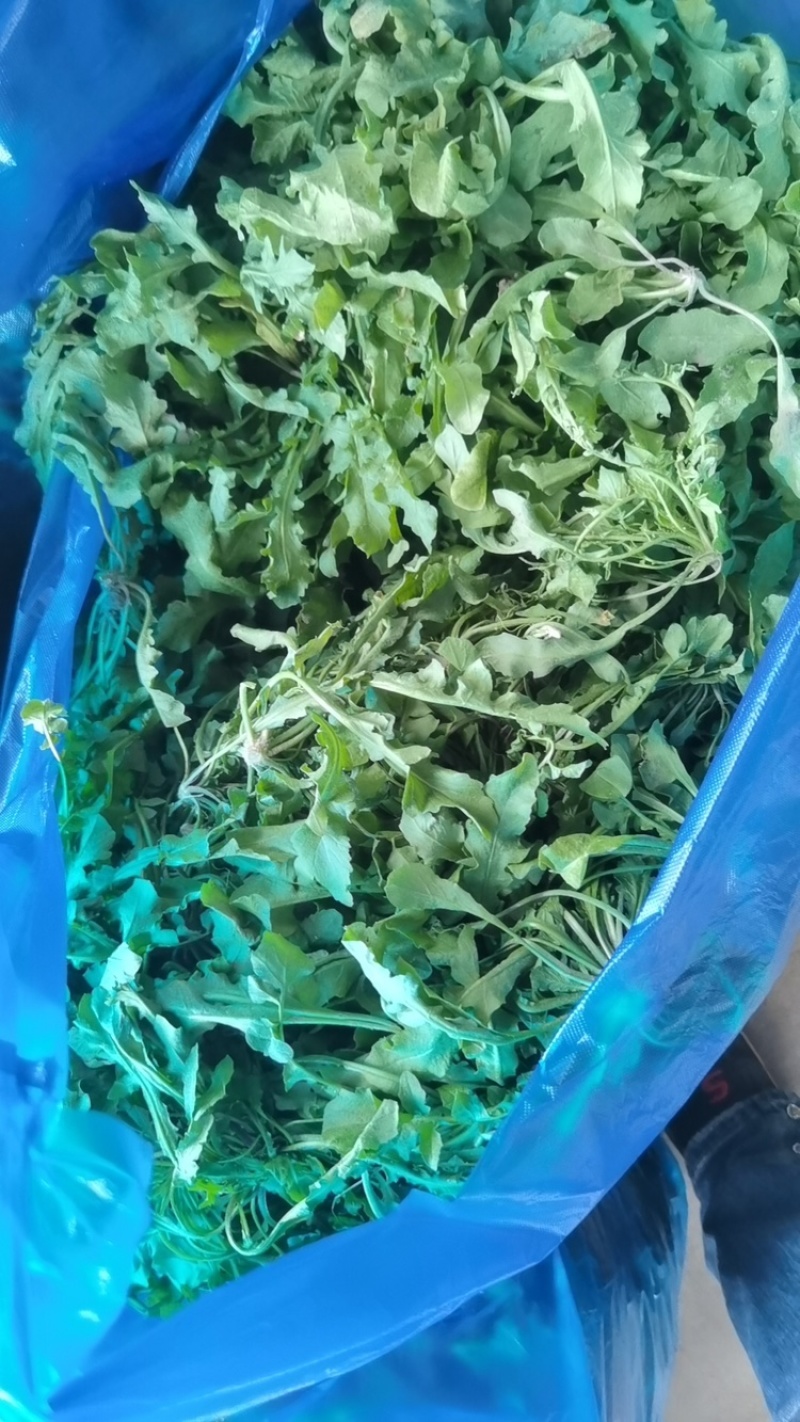 荠菜野生荠菜江苏荠菜大量供应自己基地