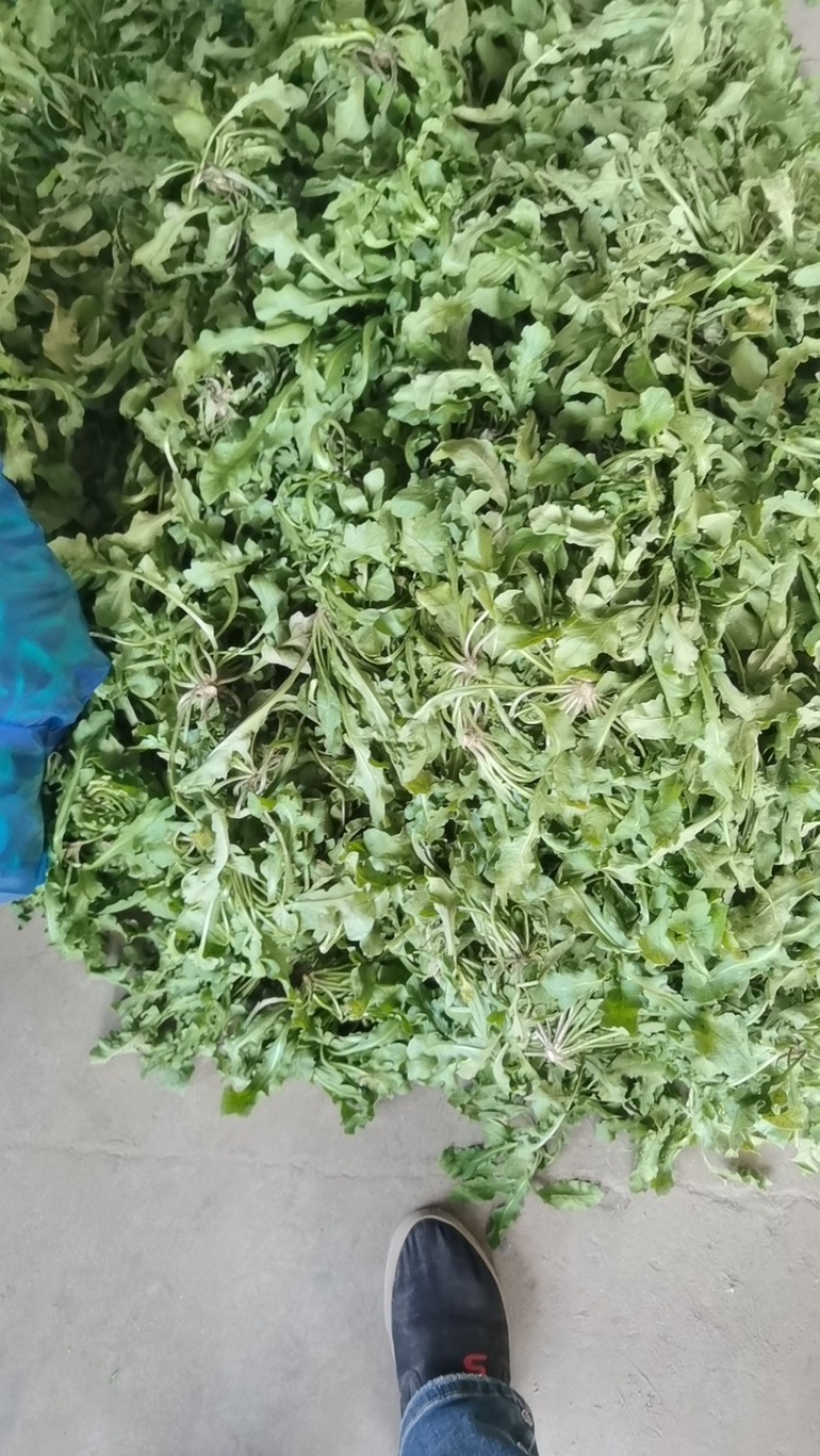 荠菜野生荠菜江苏荠菜大量供应自己基地