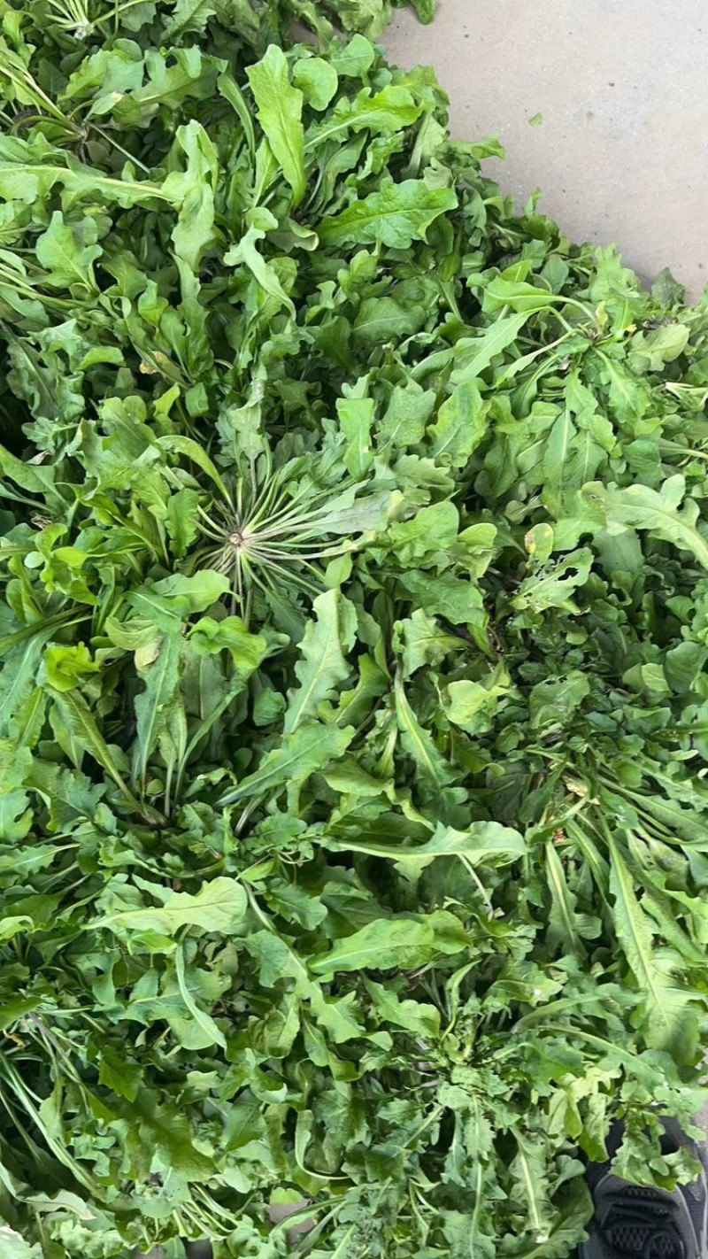 荠菜野生荠菜江苏荠菜大量供应自己基地