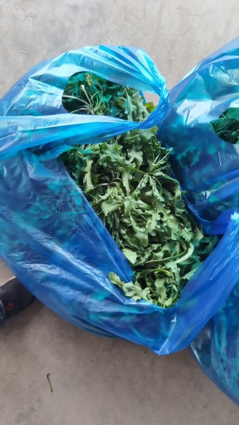 荠菜野生荠菜江苏荠菜大量供应自己基地