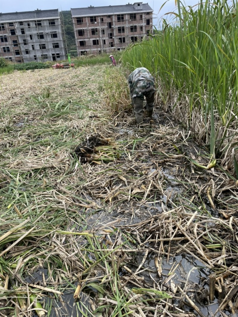 浙江双季茭白苗，浙67号苗，美人茭白苗