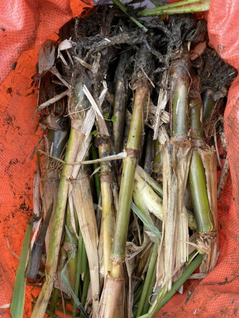 浙江双季茭白苗，浙67号苗，美人茭白苗