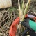 浙江双季茭白苗，浙67号苗，美人茭白苗
