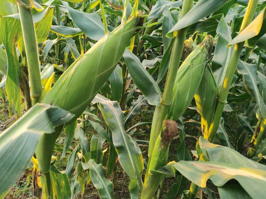 水果玉米田间管理图