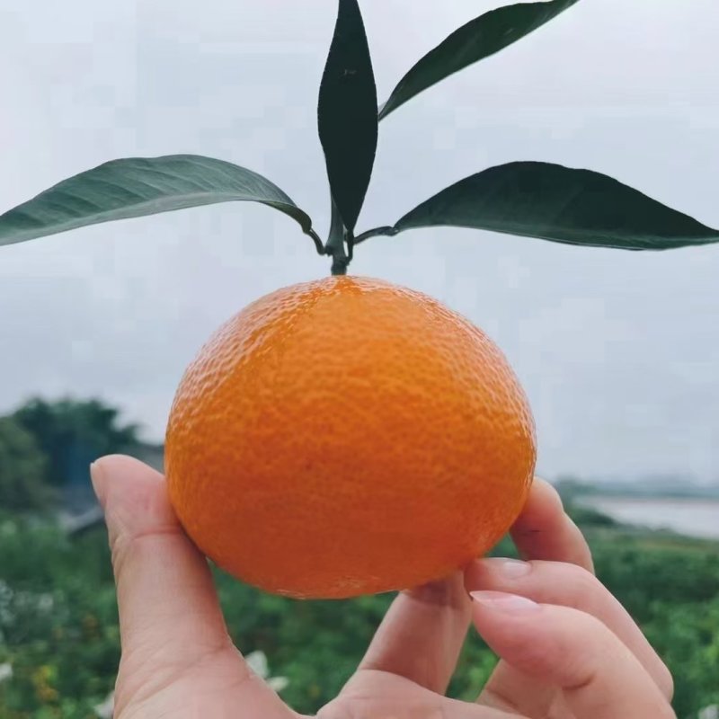 眉山市丹凌县高山爱媛，高次果，口感好，颜色黄，