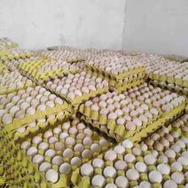 【精品】高品质虫草蛋一件360个散养土鸡蛋虫草蛋鸡蛋