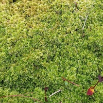 水苔种植、产地直销、优质水苔，大花小花