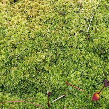 水苔种植、大花小花、