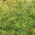 水苔种植、大花小花、