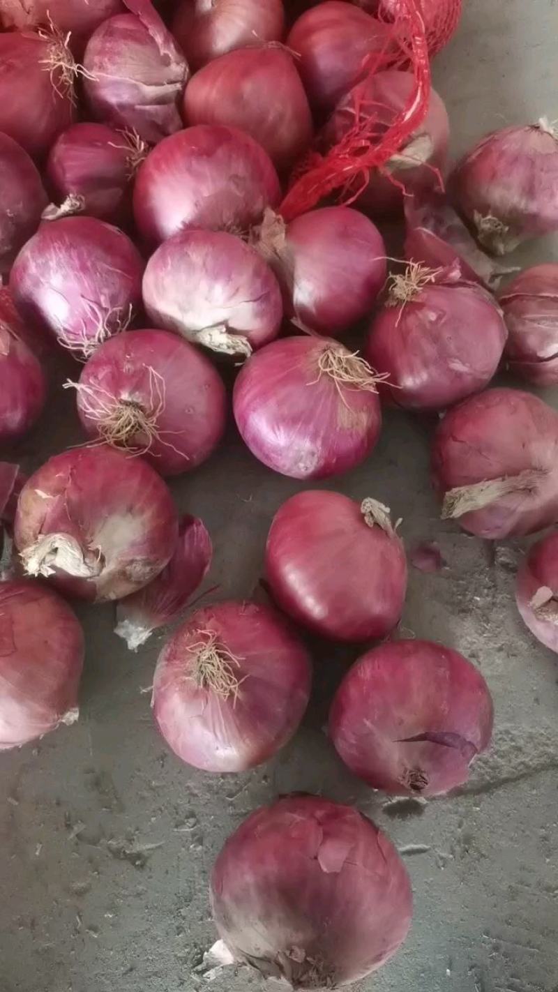 金乡二红洋葱大小都有净菜毛菜上车形状板正承接批发加工电商商超