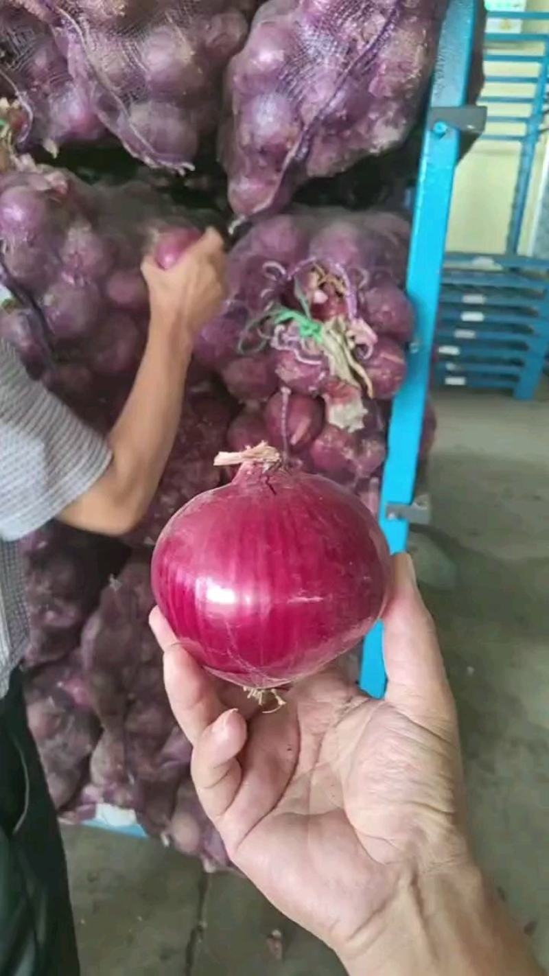 金乡二红洋葱大小都有净菜毛菜上车形状板正承接批发加工电商商超