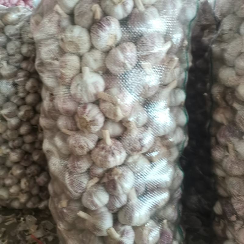 山东金乡济宁大蒜出库中加工好的干净无杂视频看货实地订货