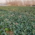 河南露天种植矮秆趴地精品圆叶小菠菜