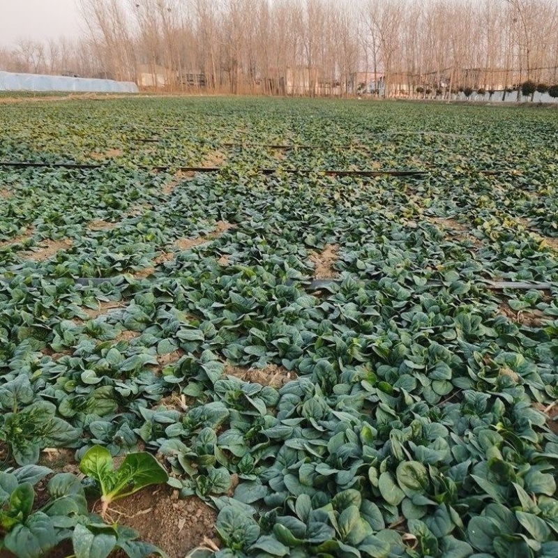 河南露天种植矮秆趴地精品圆叶小菠菜