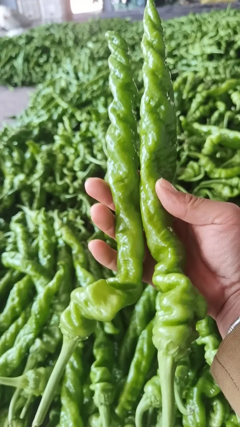 鲜辣椒301辣椒夏邑盛产辣椒基地薄皮椒支持看货选购