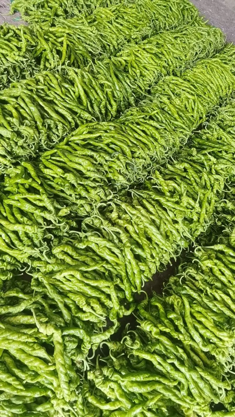 鲜辣椒301辣椒夏邑盛产辣椒基地薄皮椒支持看货选购