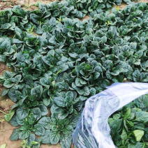 河南露天种植矮秆趴地精品圆叶小菠菜