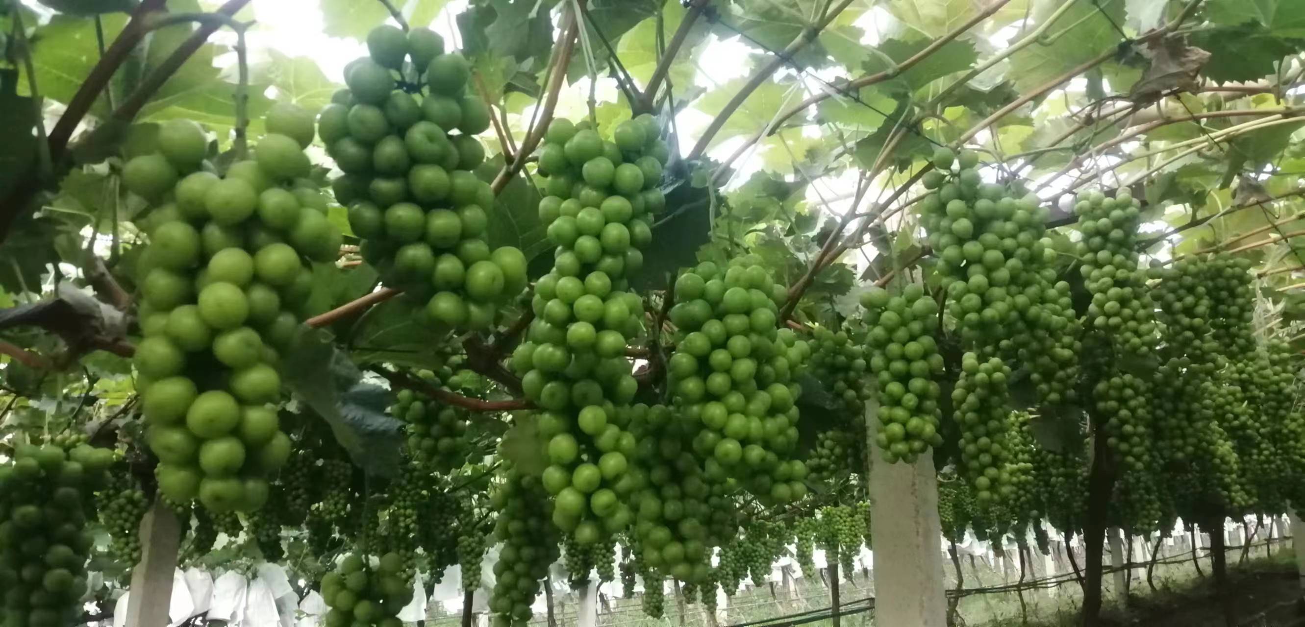 展示阳光下的玫瑰青提果园,藤蔓缠绕,果串垂挂,体现生态种植环境 果园中的玫瑰青提种植场景