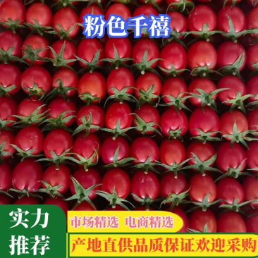 千禧圣女果对接各大电商社区团购各大批发市场