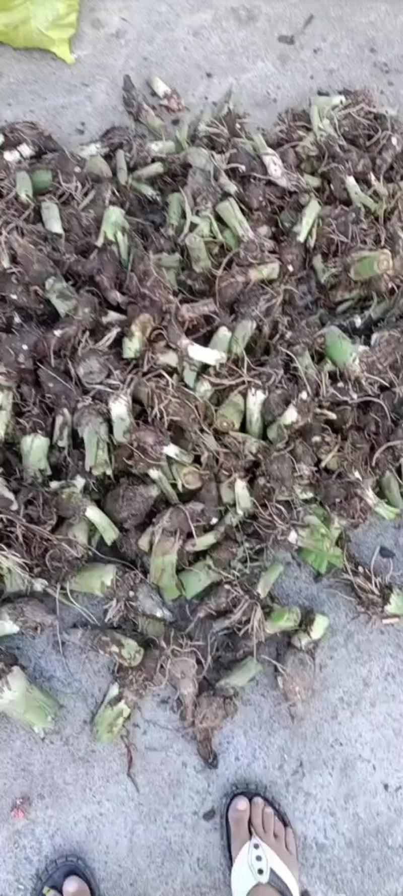 福建槟榔芋种