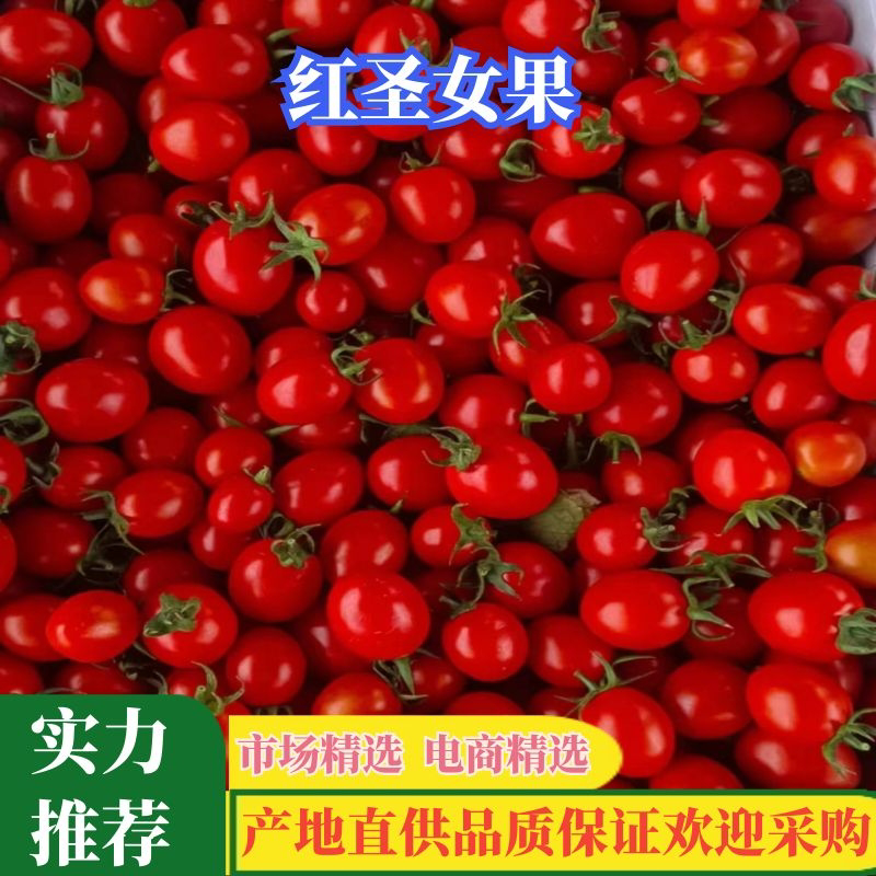 【广西百色】猪眼圣女果清脆爽口果肉细腻品质量保证价低