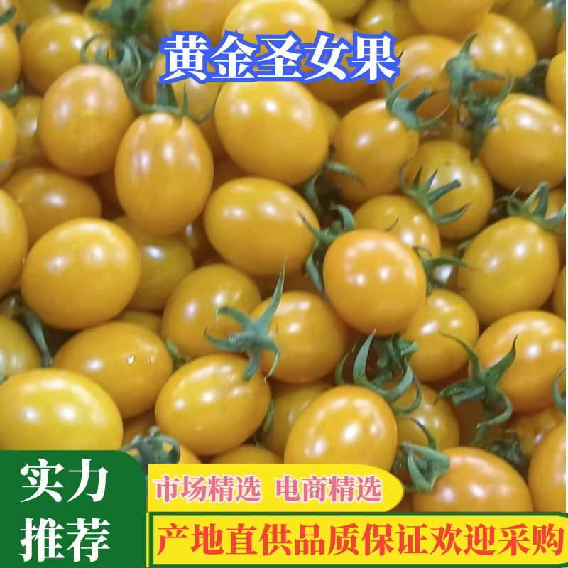【黄金圣女果】露天种植口感清爽鲜嫩产地代收代发质量保证